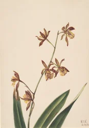 Estudo de flores sem título, 1924.