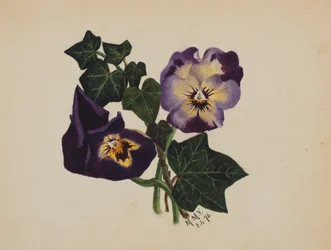 Amores-perfeitos sem título e Ivy, 1876.