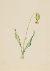 Untitled Plant Study, ca. início da década de 1930.