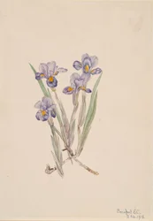 Vernal Iris Iris verna, 1918.