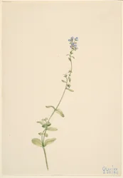 Verónica serpyllifolia