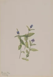 Verónica wormskjoldii