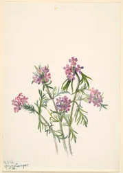 Verbasco (Verbena wrightii)