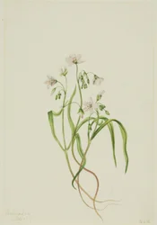 Planta da Virgínia (Claytonia virginica)