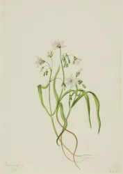 Virginia Springbeauty Claytonia virginica, 1919.