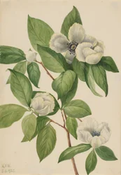 Stewartia da Virgínia (Stewartia malachodendron)