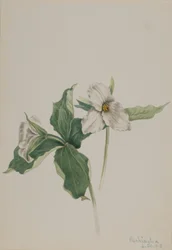 Trillium grandiflorum (Trillium grandiflorum)