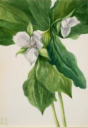Wake-Robin Trillium símile, 1939.