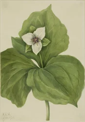 Wax Trillium (álbum dos Trillium)
