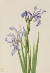Bandeira Azul do Oeste (Iris missouriensis)