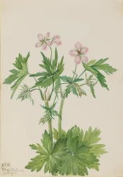 Gerânio viscoso (Geranium viscosissimum)