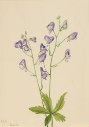 Aconitum columbianum (Aconitum columbianum)