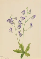 Monkshood Aconitum columbianum do Oeste, 1933.