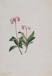 Pipsissewa ocidental (Chimaphila umbellata)