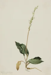 Planta de cascavel (Peranium decipiens)