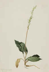 Cobra Cascavel Ocidental Plantain Peranium decipiens, 1905.