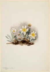 Dryad branco (Dryas octopetala)