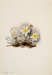 Dryad Dryas octopetala branco, 1902.