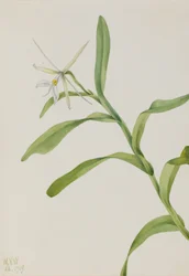 Epidendro branco (Epidendrum nocturnum)