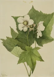Framboesa de flor branca (Rubus parviflorus)