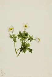 Flor de Globo Branca (Trollius albiflorus)