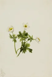 White Globeflower Trollius albiflorus, 1899.