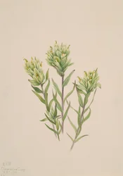 Pincel Branco Indiano Castilleja occidentalis, 1920.