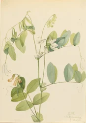 Ervilha branca (Lathyrus ochroleucus)