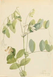 White Pea Lathyrus ochroleucus, 1920.