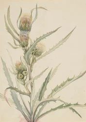 Cardo branco (Cirsium hookeranum)