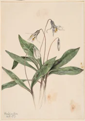 Truta branca (Erythronium albidum)