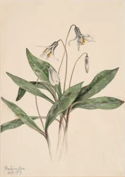 White Troutlily Erythronium albidum, 1919.