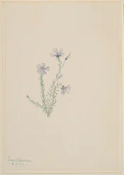 Linho selvagem (Linum lewisii)
