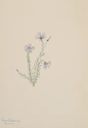 Wild Flax Linum lewisii, 1919.
