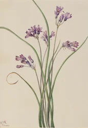 Jacinto-selvagem (Brodiaea pulchella)