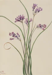 Wild Hyacinth Brodiaea pulchella, 1927.
