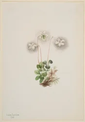 Ninfa-da-madeira (Moneses uniflora)