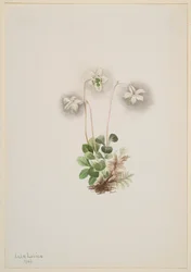 Wood-Ninfa Moneses uniflora, 1902.