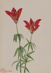 Lírio-da-madeira (Lilium philadelphicum)
