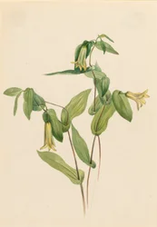 Wood Merrybells Uvularia perfoliata, s.d.
