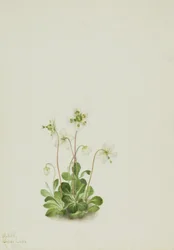 Ninfa da madeira (Moneses uniflora)