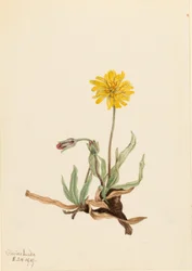 Agoseris lanosos (Agoseris villosa)
