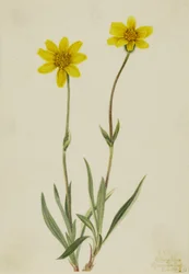 Arnica lanuda (Arnica tomentosa)
