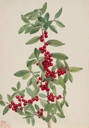 Açafrão (Ilex vomitoria)