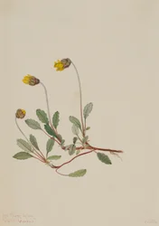 Dryad amarelo (Dryas drummondii)