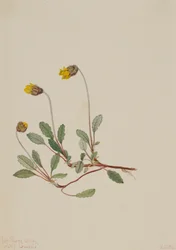Dríade Amarela Dryas drummondii, 1904.