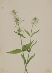 Pentstemon amarelo (Pentstemon confertus)