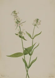 Pentstemon Pentstemon confertus amarelo, 1904.