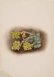 Yellow Stonecrop Sedum stenopetalum, 1922.