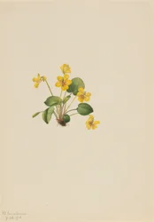 Violeta amarela (Viola orbiculata)